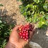 mr.coffeeuganda