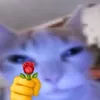 pihu_bb_t2