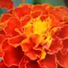marigold29778