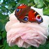 garden_sea_odessa