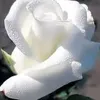 om.frkan