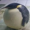 pablito_lujan_carrion29