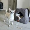 erez_chihuahua