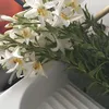 bellinanis