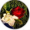 yane_li23