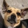 roloandmiathedog