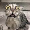 wetpussycat3