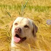 armado.the.dog.by.jmch