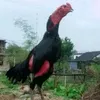 vansutuyduyen_1102
