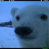 bearlyzeph