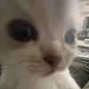 bihyunggmc