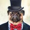 lordpuggles