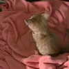 userhnever9ams