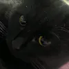 angelinakr23