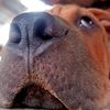 dog_bokbok