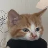 catburgarr