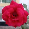 shumona.akther102