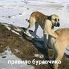 бразый из лыссерс🇦🇲