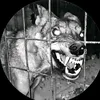 ipj5_