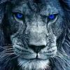 🦁🦁The Lion 🦁🦁