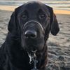 leelee_sd