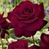 user9346071981674