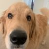 goldensniffs