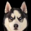kiba.sikandar