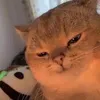 meomeocute541