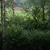 pandawalm