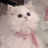 ky._3021