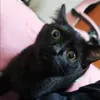 kuro_theblack