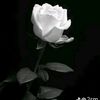 mir_al_3