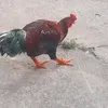 user6h5qadhbl2