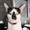 julongthecat