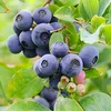 blueberryberry999