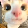 lil_nikkivert