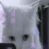 𝓮𝓱𝓪