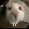 patinhocoloridoo