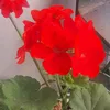 alexandra509.75