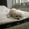 arjao3