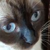 asacat123