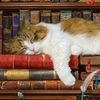 cozyhousecat1