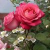 nora.12mv