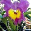 orchid8752