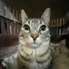 cattw21