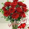 user666shelal