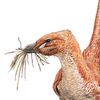 archosauria10