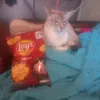 chilik_nikotin