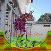thao.tran1897